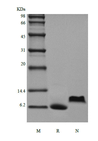 CXCL1 Human SDS-PAGE - Product image 1