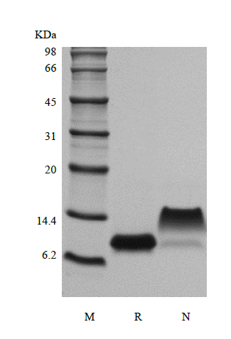 cxcl10 mouse sds-page - Product image 1