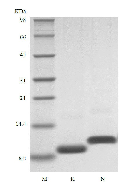 CXCL3 Human SDS-PAGE - Product image 1