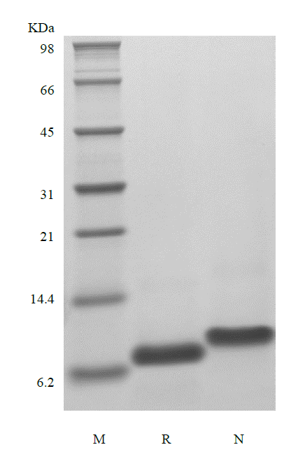 CXCL5 Human SDS-PAGE - Product image 1