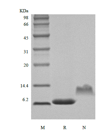 CXCL7 Human SDS-PAGE - Product image 1