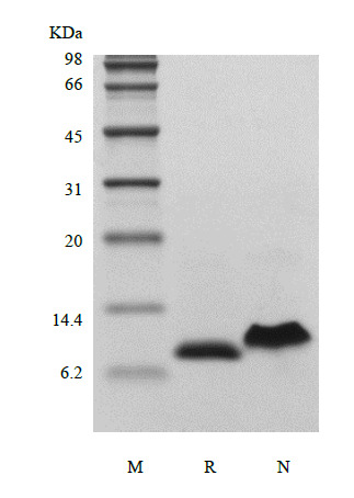 CXCL8 Human SDS-PAGE - Product image 1