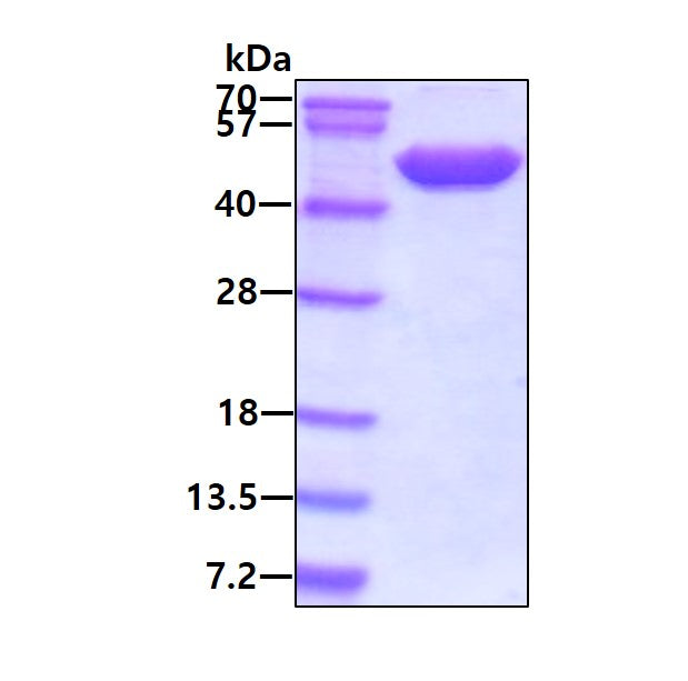 ENO2 Human sds-page - Product image 1