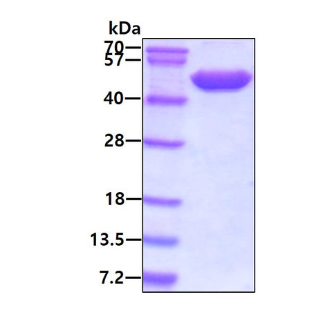 ENO2 Human sds-page - Product image 1