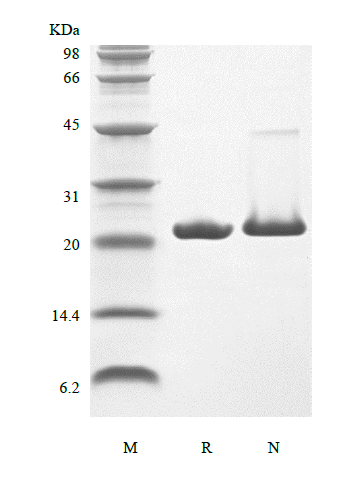 FGF10 Rat SDS-PAGE - Product image 1