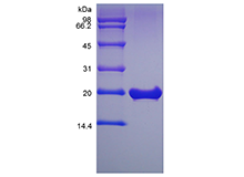 fgf18 mouse sds-page - Product image 1