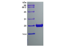 FGF18 Rat sds-page - Product image 1