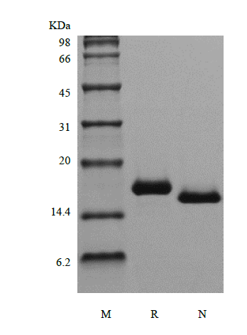 FLT3 Ligand human sds-page - Product image 1