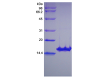 GDNF sds-page - Product image 1