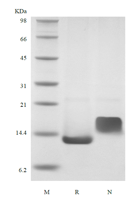 HB-EGF Mouse SDS-PAGE - Product image 1