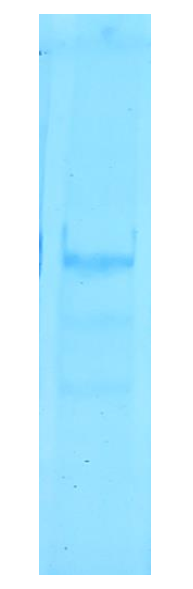 influenza-a NP 66kda sds-page - Product image 1