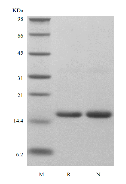 IFN-Gamma Human SDS-PAGE - Product image 1
