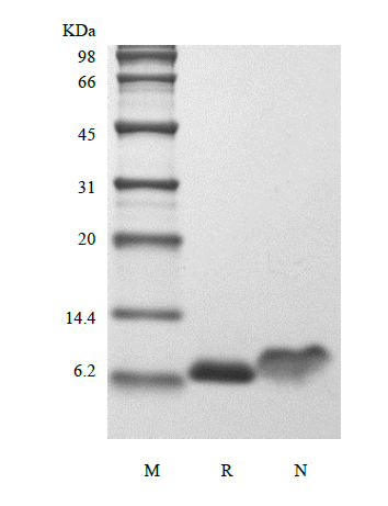 IGF-1 15N Human sds-page - Product image 1