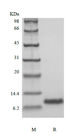 IL8 Human sds-page - Product image 1