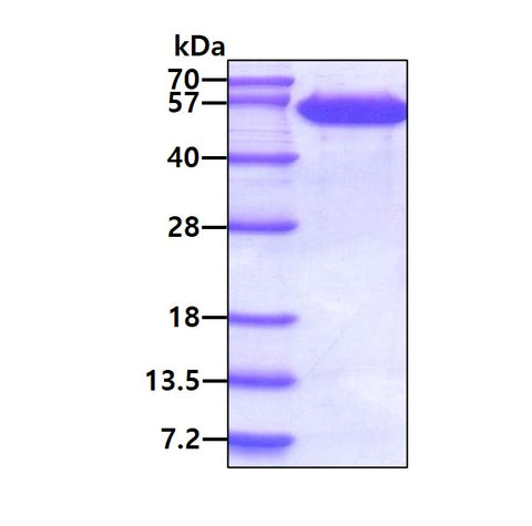 lgmn human sds-page - Product image 1