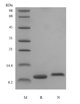 LR3 IGF1 sds-page - Product image 1