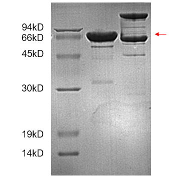 mmp-2 human hek sds-page - Product image 1