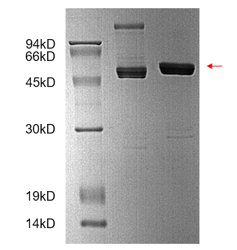 mmp1 human hek sds-page - Product image 1