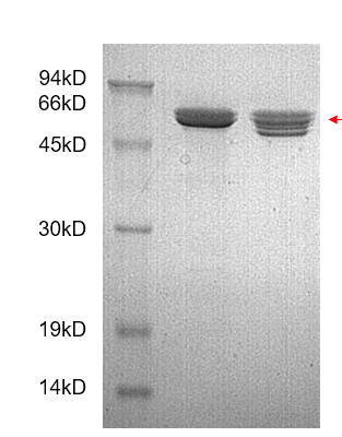 mmp-3 human hek sds-page - Product image 1
