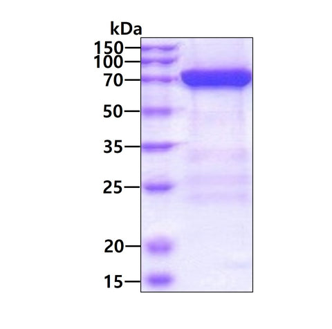 mx1 human sds-page - Product image 1