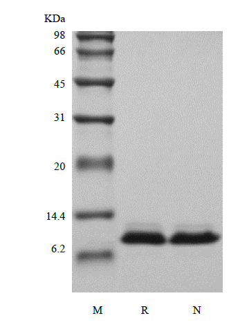 NT-ProBNP sds-page - Product image 1
