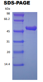 protein a/g cys sds-page - Product image 2