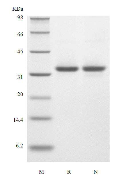 Protein-G sds-page - Product image 1