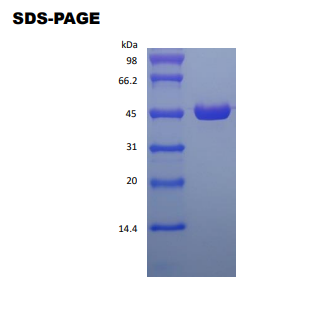 Protein-L Cys SDS-PAGE - Product image 1