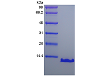 PTH 1-84 Human SDS-PAGE - Product image 1