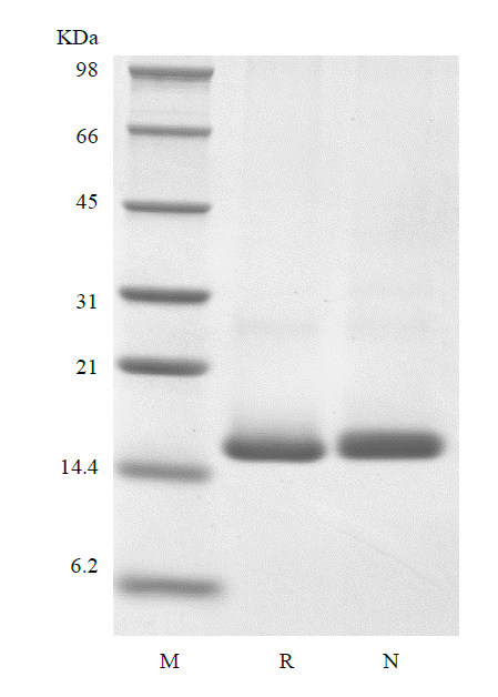 MYDGF Mouse SDS-PAGE - Product image 1