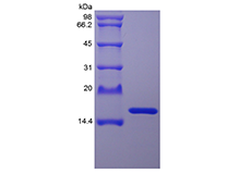 Staphylokinase sds-page - Product image 1