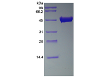 streptokinase sds-page - Product image 1