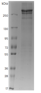 Thyroglobulin Human Native SDS-PAGE - Product image 1