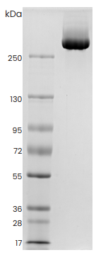 Thyroglobulin Recombinant Human SDS-PAGE - Product image 1