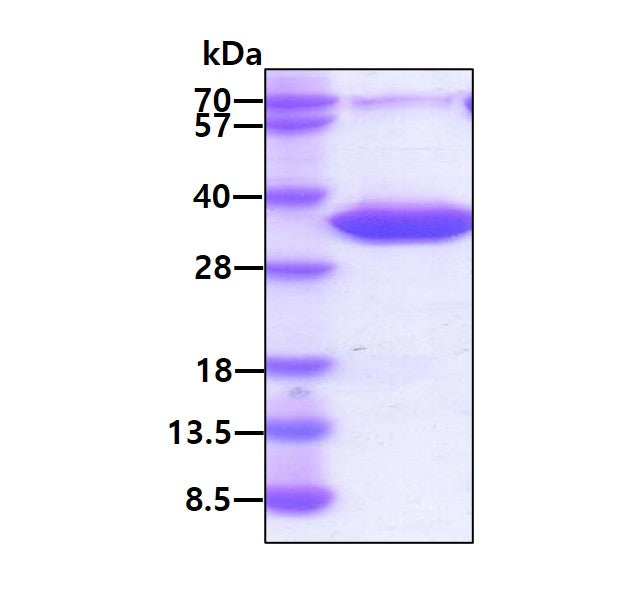 tissue factor human sds-page - Product image 1