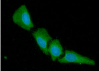 YWHAG Antibody ICC-IF - Product image 2
