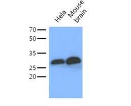 YWHAG Antibody Western Blot - Product image 1